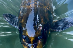 Fish-2